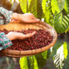 Fairtrade Kaffee Bohnen